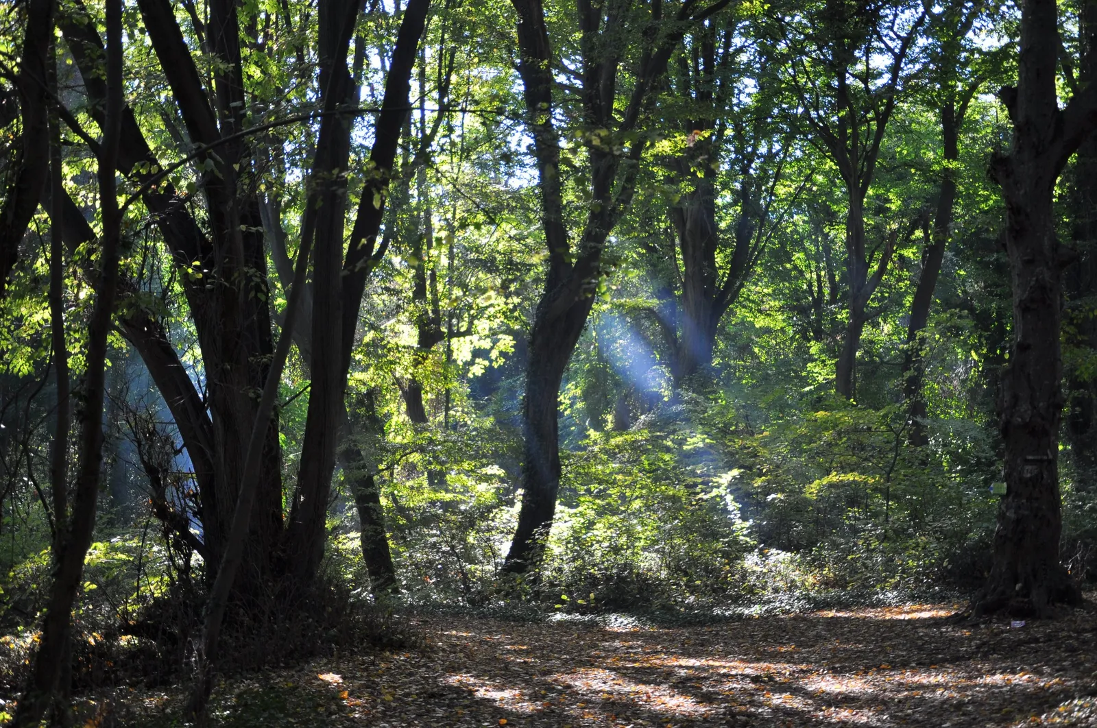 Forest Park, photo 4