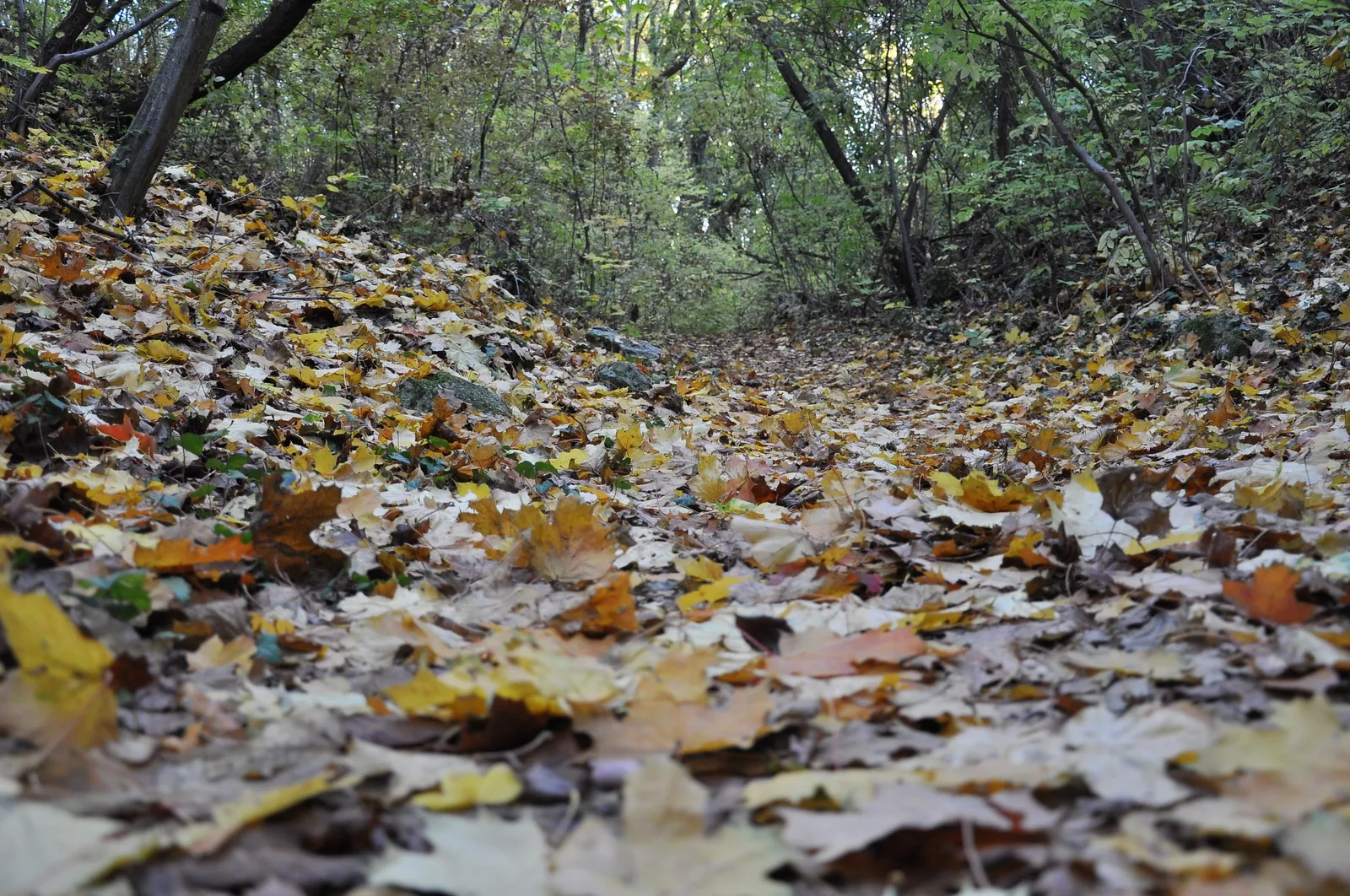 Forest Park, photo 5