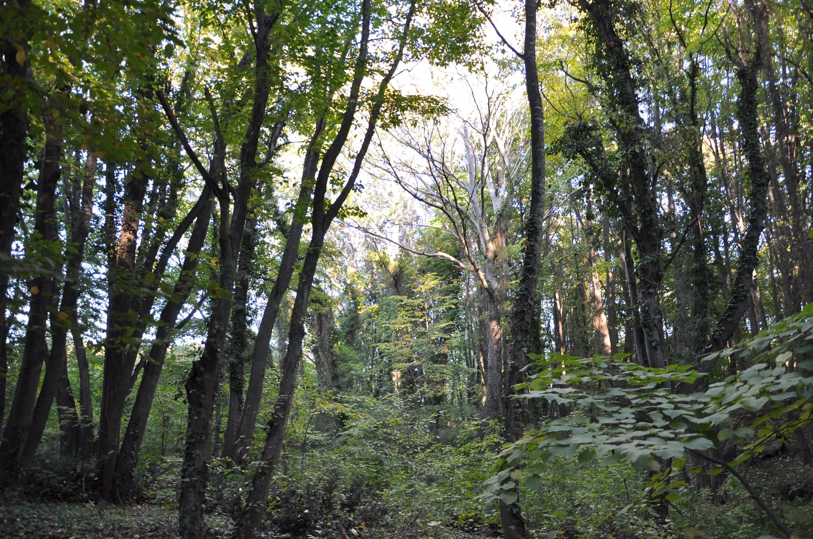 Forest Park, photo 6