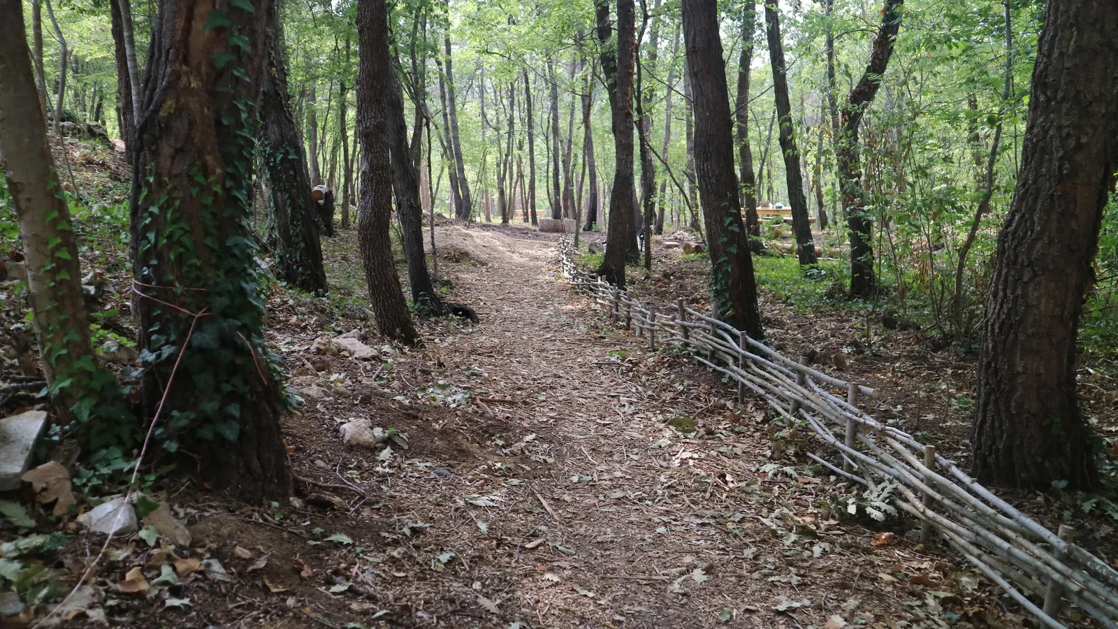 Forest Park, photo 24