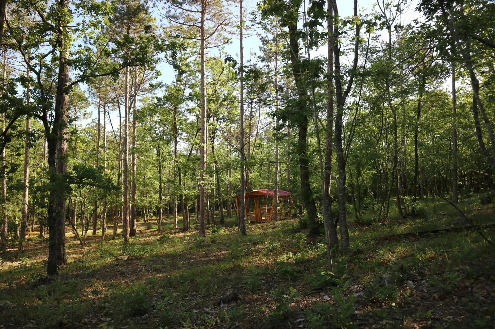 Forest Park, photo 25