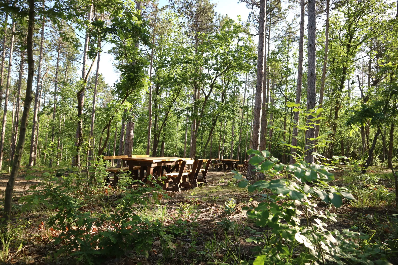 Forest Park, photo 27