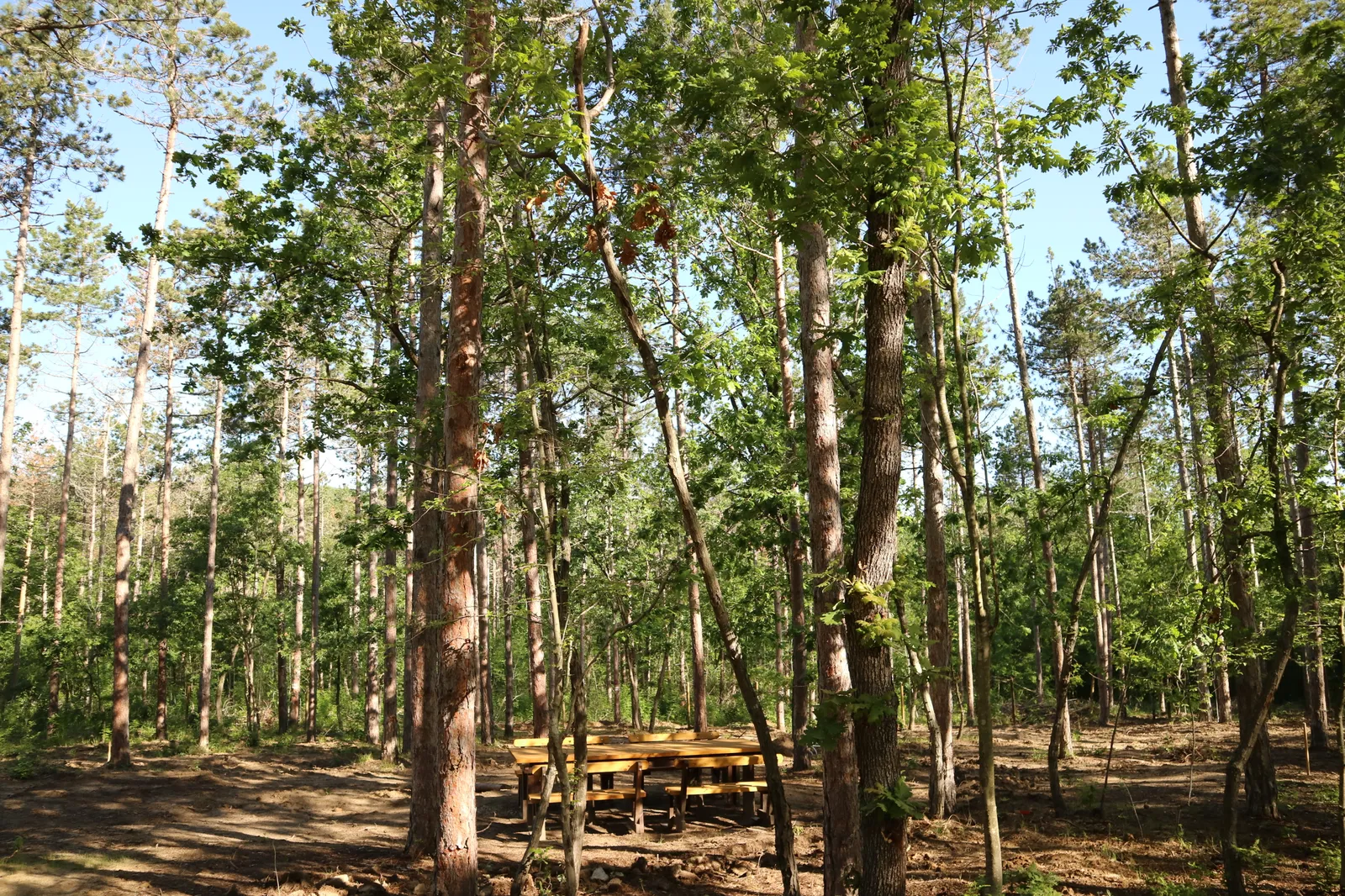 Forest Park, photo 29