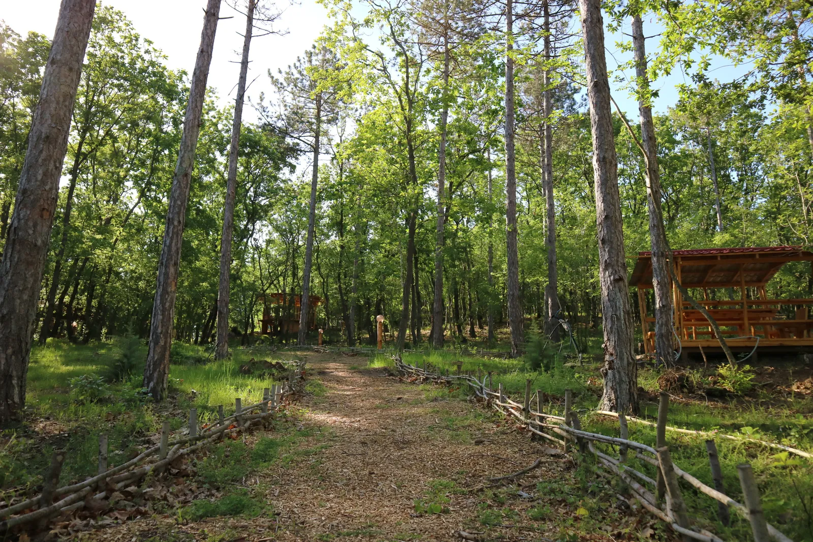 Forest Park, photo 30