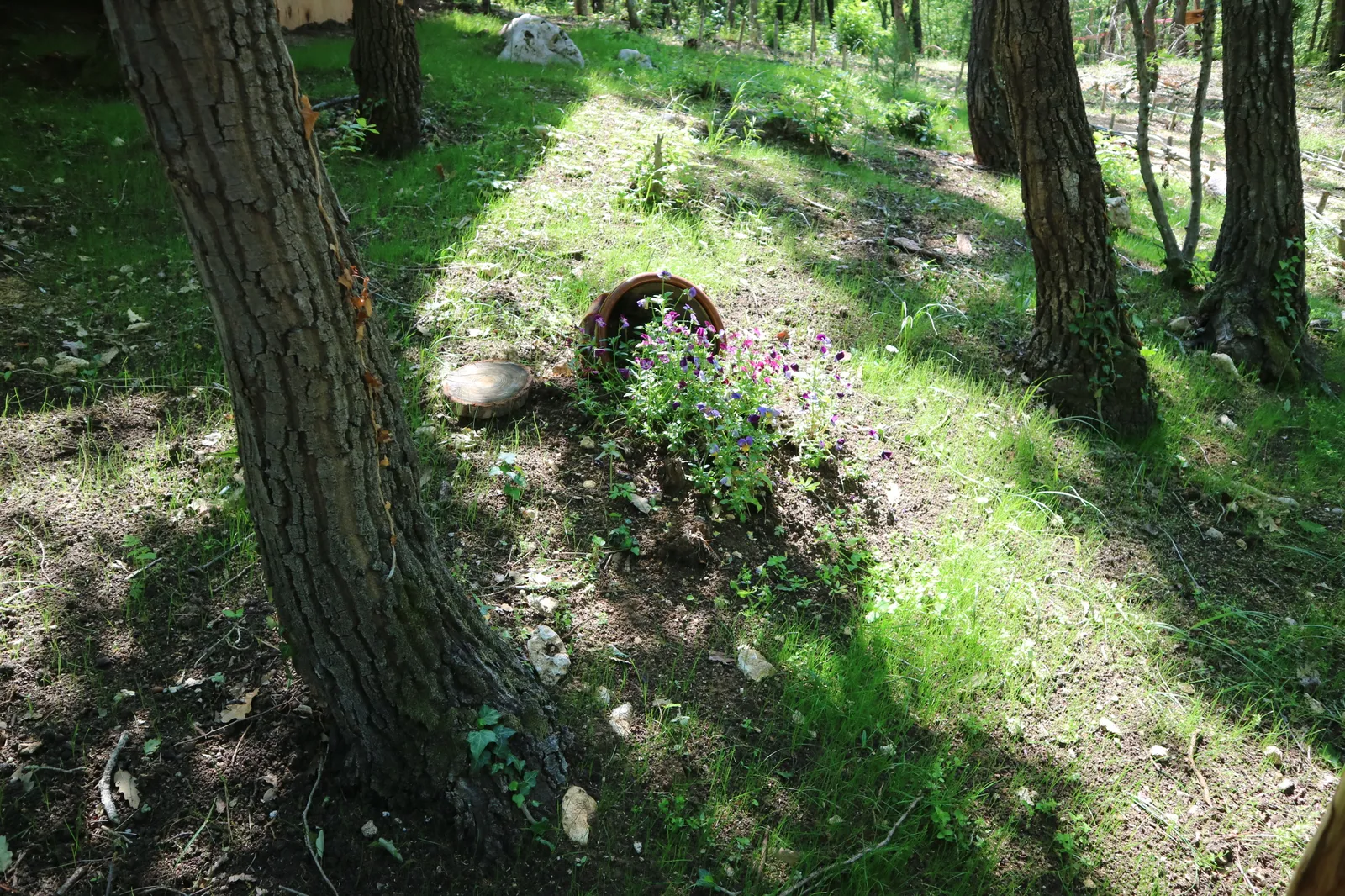 Forest Park, photo 34