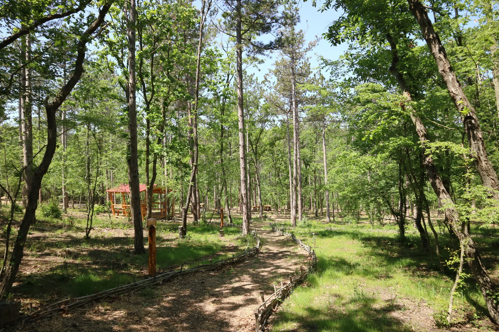 Forest Park, photo 35