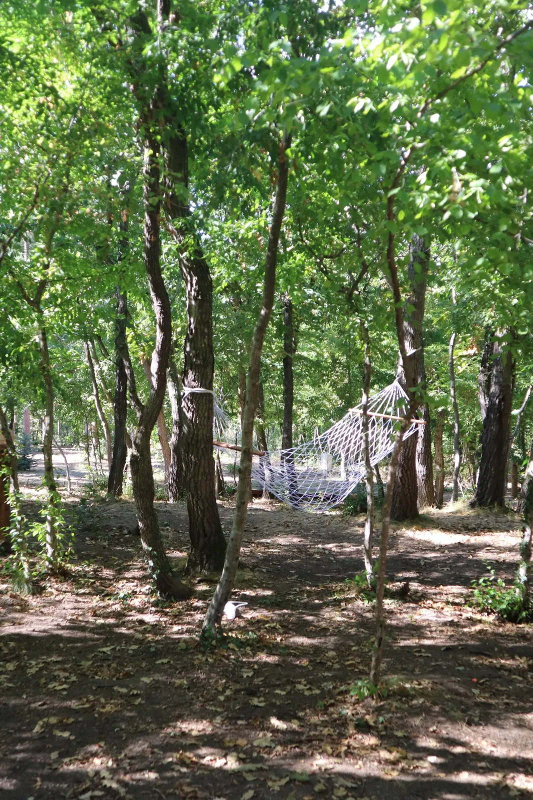 Forest Park, photo 38
